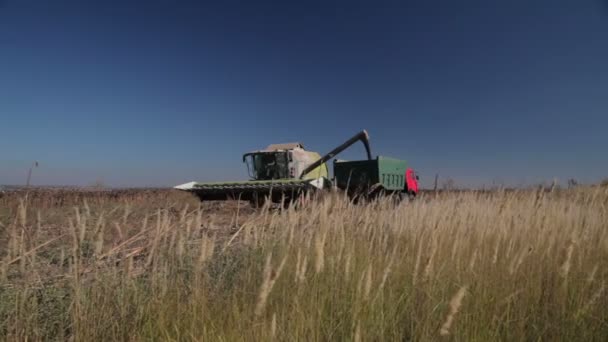 Harvester Unloads Grain — Stock Video