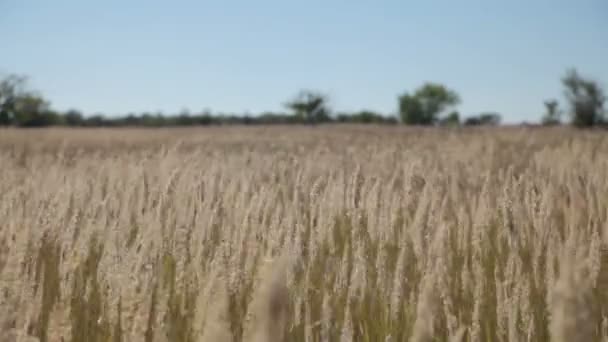 Трава плывет по ветру — стоковое видео
