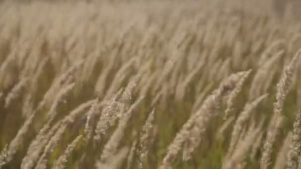 Het gras zwaait in de wind — Stockvideo