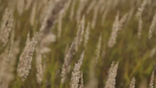 Трава плывет по ветру — стоковое видео