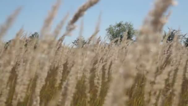 Het gras zwaait in de wind — Stockvideo