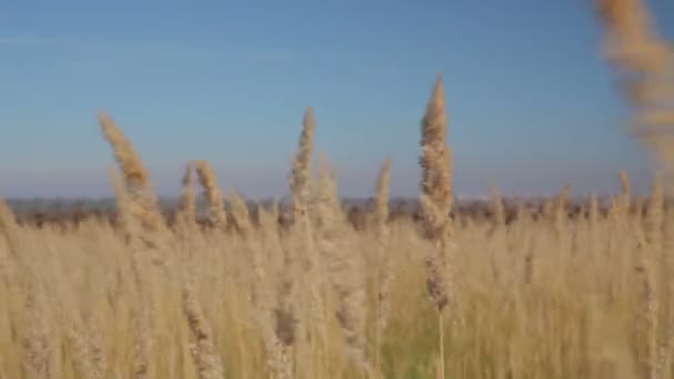 Het gras zwaait in de wind — Stockvideo