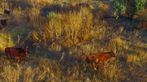 Una manada de vacas en Casture — Vídeo de stock