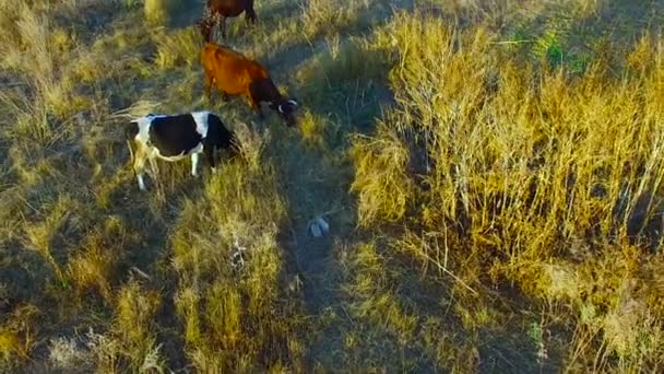 Een kudde van koeien op Casture — Stockvideo