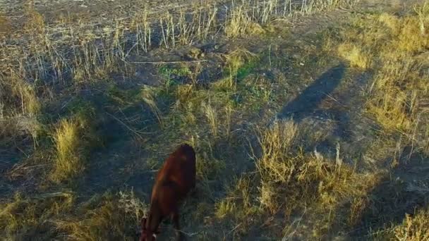 Een kudde van koeien op Casture — Stockvideo