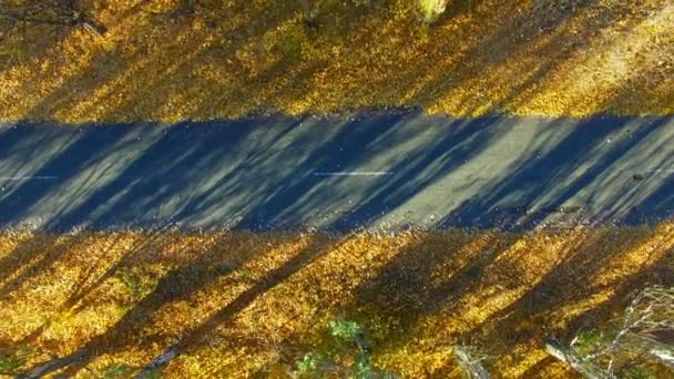 De weg in de herfst. Luchtfoto enquête — Stockvideo