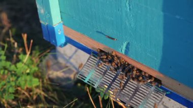 Gün batımında arı kovanı. Arı, kovan, bal, arı kovanı