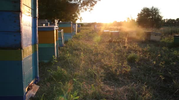 Bienenstock bei Sonnenuntergang. Zeitraffer — Stockvideo