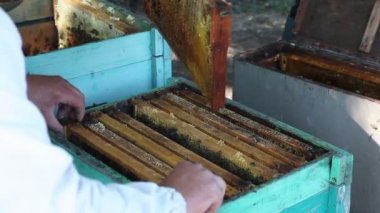 İşçi arı kovanı arı kare seçer