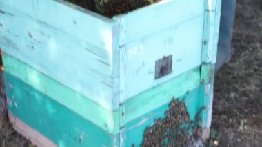 İşçi arı kovanı arı kare seçer