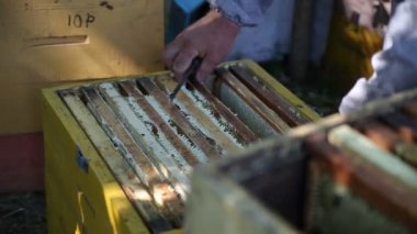 İşçi arı kovanı arı kare seçer