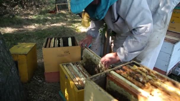 Karyawan Memilih Bingkai Lebah Apiary — Stok Video