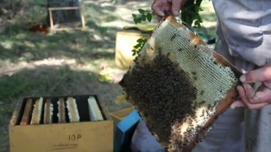İşçi arı kovanı arı kare seçer
