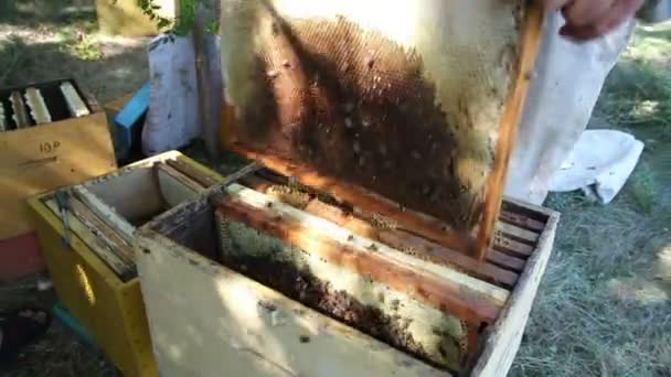 Karyawan Memilih Bingkai Lebah Apiary — Stok Video