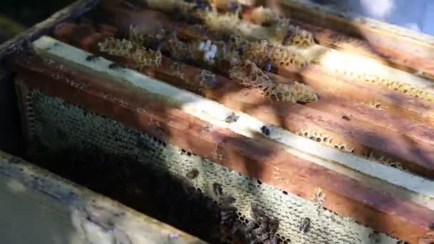 Der Mitarbeiter wählt die Bienenrahmen aus — Stockvideo