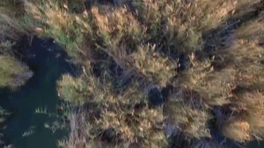 Göl günbatımı at üzerinde uçan