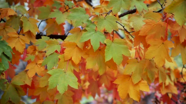 Κίτρινα φύλλα στα δέντρα — Αρχείο Βίντεο