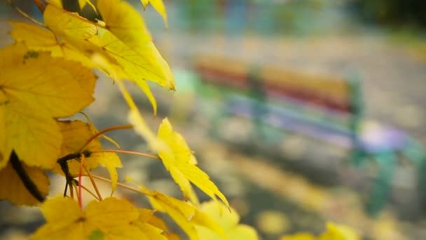 Жовте листя на деревах — стокове відео