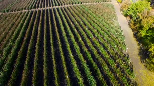 Volando sobre Orchard. Encuesta aérea — Vídeos de Stock