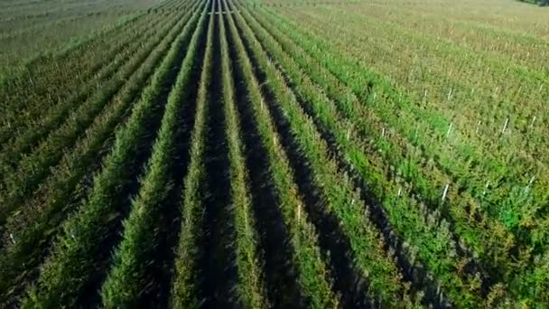 Fliegen über Obstplantagen. Luftaufnahme — Stockvideo