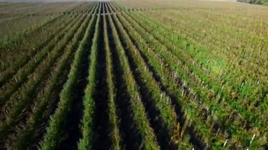 Orchard üzerinde uçan. Hava anket