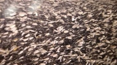 Ayçiçeği tohumu, işlenme için donatım