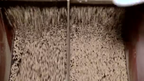 Equipamento para a transformação de sementes de girassol — Vídeo de Stock