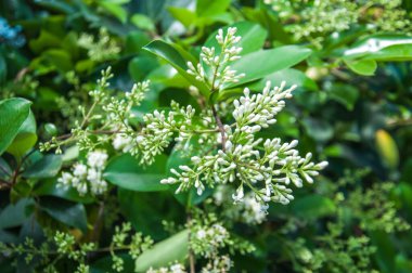 Baharda beyaz bir leylak tomurcuğunun dalları