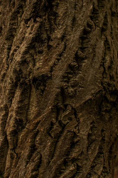 Close-up van Bark on Tree Stump. Oude boom. Vele jaren oud. koolstofput. macro-fotografie afsluiten. meervoudig gebruik — Stockfoto