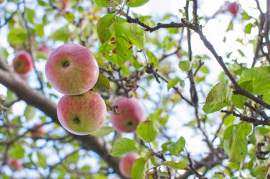 Ağaçta iki kırmızı elma. Sonbahar hasadı. Elma bahçesi