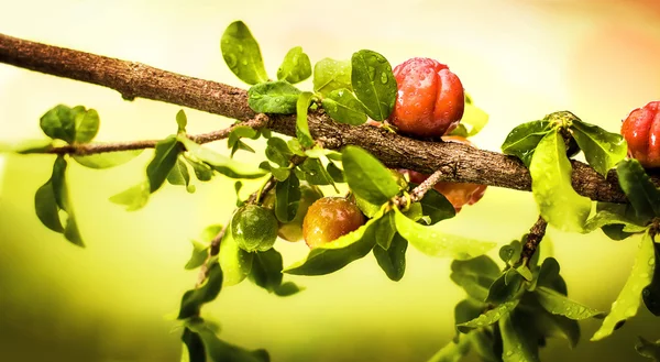 Malé třešně Acerola. — Stock fotografie