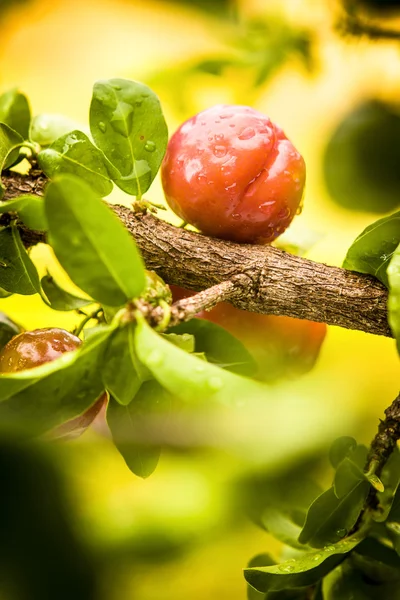 Malé třešně Acerola. — Stock fotografie