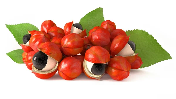 Guarana meyve ve yaprakları