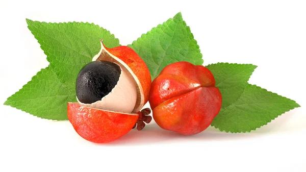 Guarana meyve ve yaprakları
