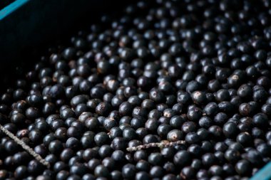 amazon acai meyve.