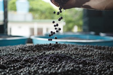 Amazon acai meyve