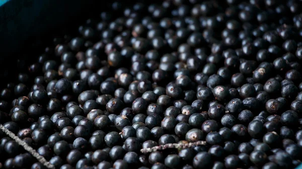 A fruta de açaí da amazônia . — Fotografia de Stock