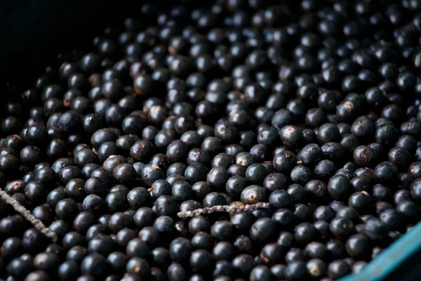 A fruta de açaí da amazônia . — Fotografia de Stock