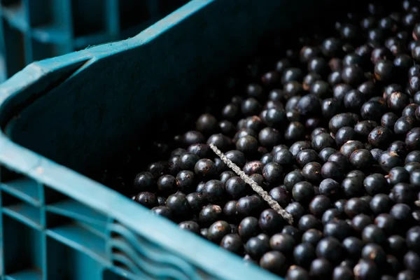 Fruto del acai amazónico — Foto de Stock