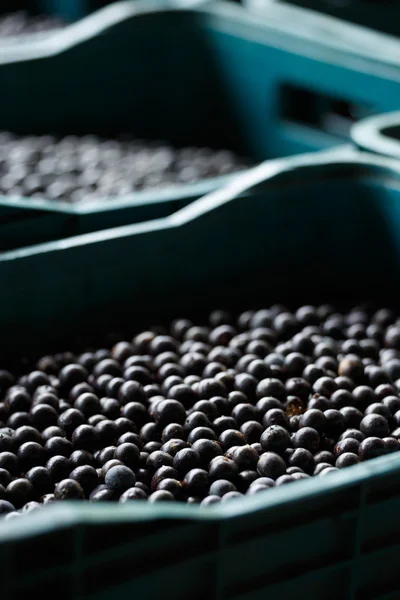 A fruta de açaí da amazônia . — Fotografia de Stock