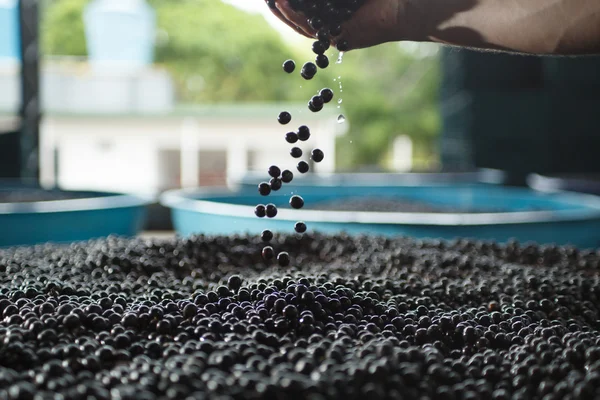 Amazon acai fruit — Stock Photo, Image