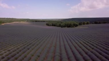 Brihuega, Guadalajara, Castilla-La Mancha 'da havadan lavanta tarlası manzarası. Aromaterapi tedavisinde kullanılan bitkisel koku.