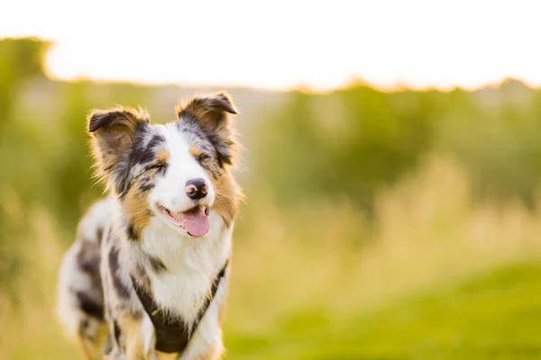 Doğal evcil hayvan ortamında Border Collie Dog. Tatlı bir çoban köpeği için çayırda portre