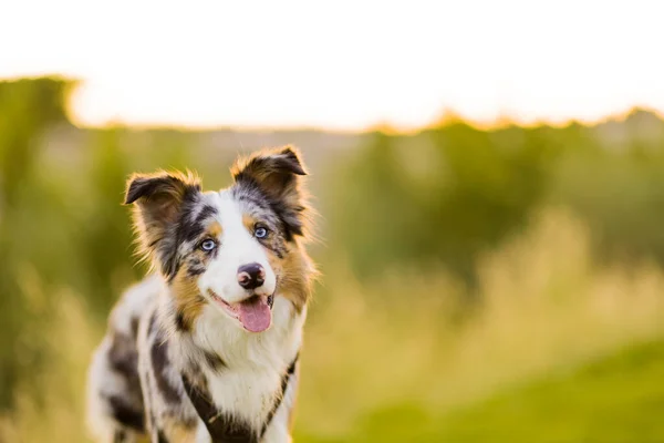 Doğal evcil hayvan ortamında Border Collie Dog. Tatlı bir çoban köpeği için çayırda portre