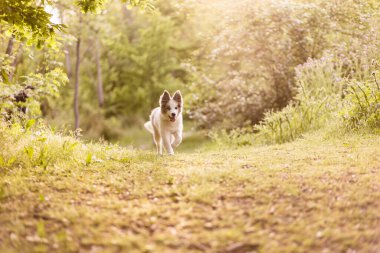 Evcil hayvan, rüya arka planında mutlu bir şekilde oynar. Güzelim Sınır Çoban Köpeği Runikleri