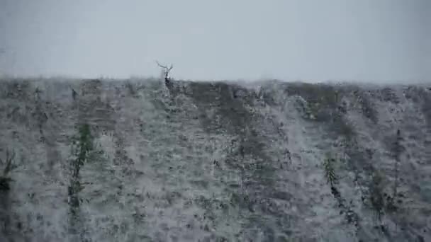 Waterval & spindrift, schommel gras op dam. — Stockvideo