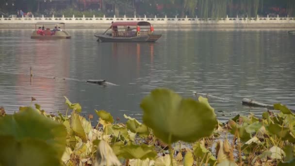 Ogromny basen liści lotosu jesienią Pekin & balustrady jeziora. — Wideo stockowe