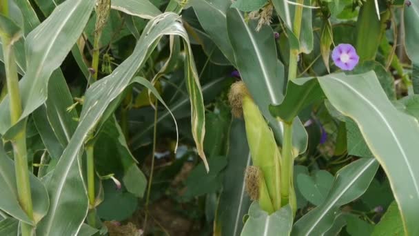 Lush corn leaves in agriculture farmland in rural areas. — Stock Video