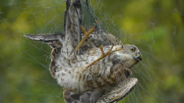 Vogel gefangen in Netz, kämpfen, um in grünem Wald zu sterben wie scheitern loser.Shaking l — Stockvideo