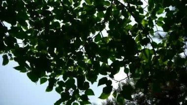 Yoğun dallar gökyüzünü kaplıyor, yaprakların arasından güneş ışığı geçiyor..